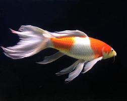 Beautiful fish in an aquarium photo