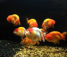 Goldfish closeup in water photo