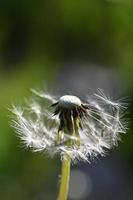 Blooming dandelion with crumbling fluff photo