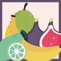 tropical fruits fresh vector