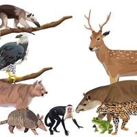 group of wild animals characters vector