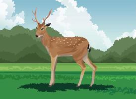 wild deer in the field vector