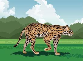 wild leopard animal in the field vector