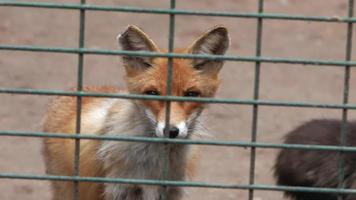 raposa vermelha em uma gaiola