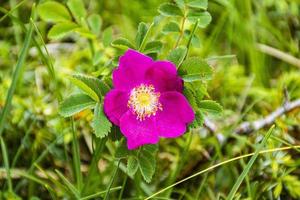 Pink wild rose photo