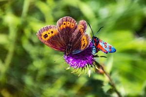 Two butterflies on a flower photo