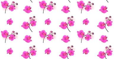 Seamless Pattern Naturalistic Beautiful Colorful Pink Orchid vector