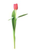 Realistic Vector Illustration Colorful Tulip. Red Flower on Light Background