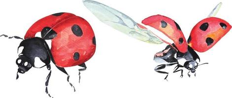 ladybug watercolor 1 vector