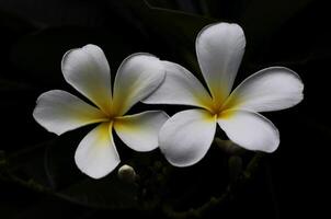 Single plumeria on black background photo