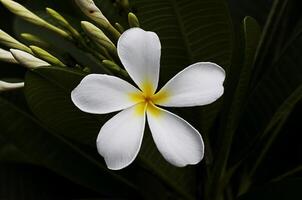 Single plumeria with low key blurred background photo