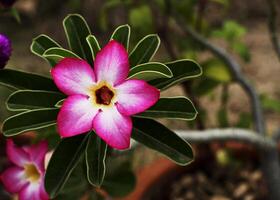 Single pink impala lily flower close up background photo