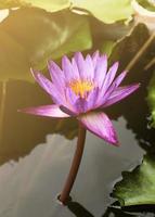 Single pink water lily with sunlight background photo