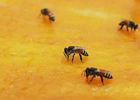 Bee with dried mango macro background