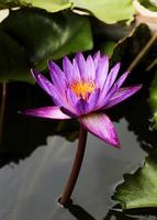 Single pink water lily close up background photo