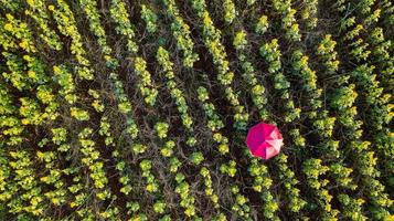 Flower garden background with beautiful colorful umbrellas photo