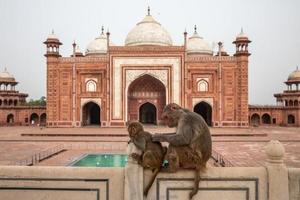 Two monkeys in front of red building photo