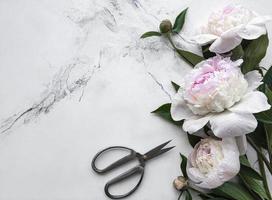 Peony flowers on a marble background photo