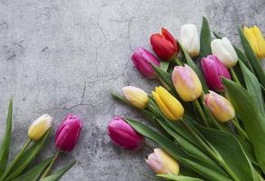 Spring tulips on a concrete background photo