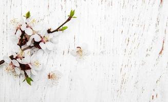 Spring apricot blossom on an old wood background photo