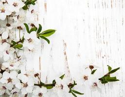 Spring apricot blossom on an old wood background photo