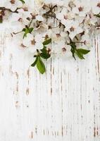 Flor de albaricoque de primavera sobre un fondo de madera vieja foto