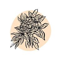 Peony flower hand drawn vector illustration. Minimalist modern illustration. Design of greeting cards, invitations, social networks