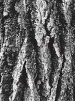 Grunge tree bark texture vector