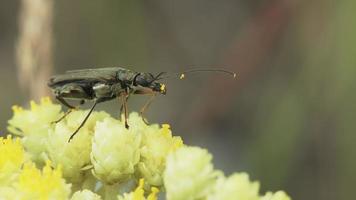 Oedemera virescens beetle on a flower video