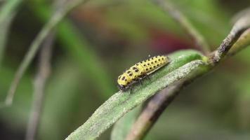22spot Ladybird larva