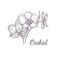 Vector orchid flower for logo