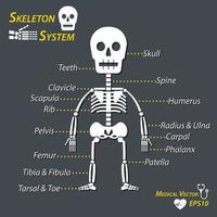 esqueleto humano y todo el nombre del hueso cráneo columna cervical radio del húmero cúbito falange carpiana dientes clavícula escápula costilla fémur pélvico rótula tibia peroné dedo tarsiano vector