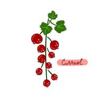 Red currant hand drawn berry Flat illustration vector