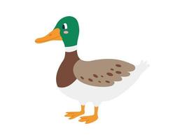 Cute duck drake on white background Vector image in a flat style Decor for childrens posters postcards clothing and interior