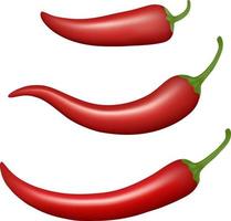 isolated chili pepper illustration vector
