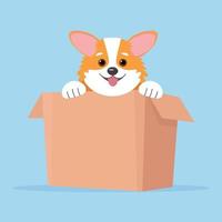 Corgi dog in box