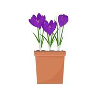 Crocus in a pot vector