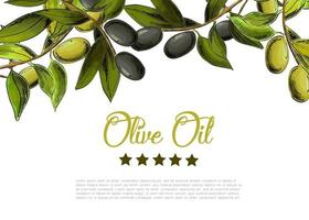 Vector background with border of black and green olives
