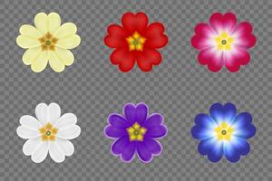 conjunto de flores de prímula aislado vector