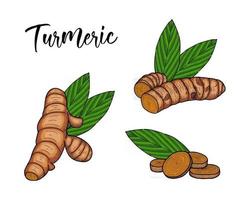 line art hand drawn style vector illustration of Turmeric