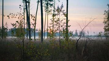 timelapse del amanecer en el bosque de otoño video
