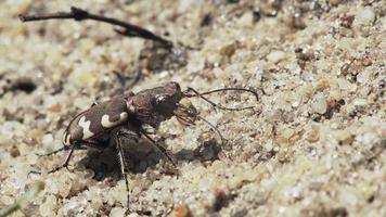Tiger beetle on the sand video