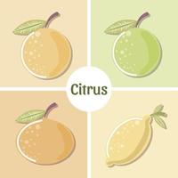 citrus fruits fresh orange lemon lime mandarine set vector