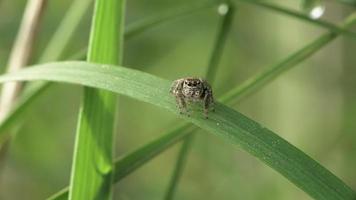 Macro of little jumping spider Evarcha arcuata siting on grassin wild nature video