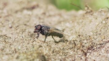 Macro of housefly  sitting on the sand and cleaning eyes with its paws