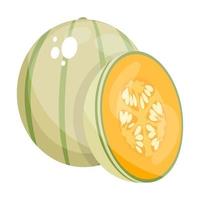 Melon Cantaloupe food vector