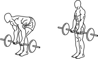 Deadlift Exercises and training with weights vector