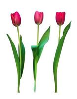 Realistic Vector Illustration Colorful Tulips. Red Flowers on Light Background