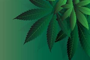 Cannabis leaves of a plant on a dark background vector