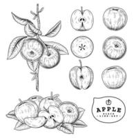 Whole half slice and branch of apple with fruits Hand drawn Botanical illustrations decorative set vector